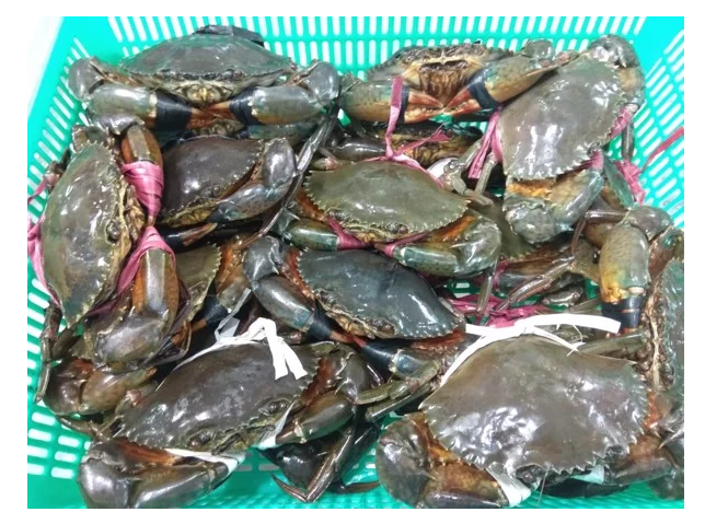 (HỘ KINH DOANH) NGUYỄN MAI TRINH