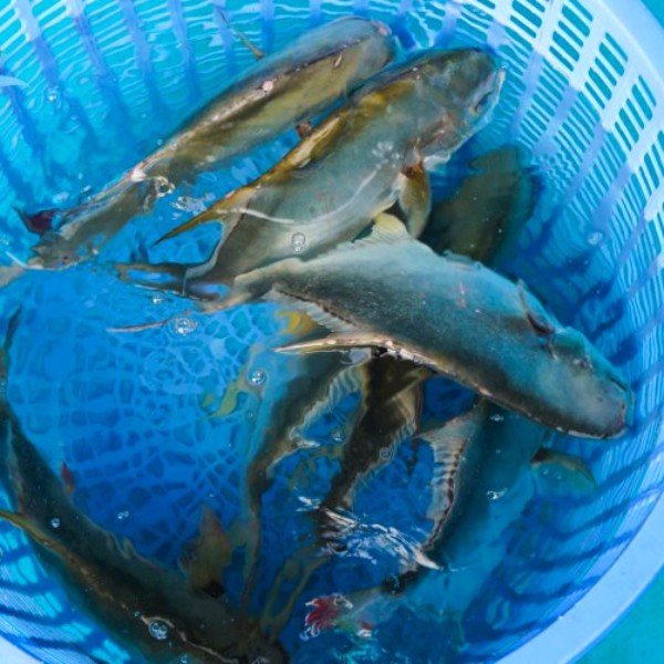 (HỘ KINH DOANH) NGUYỄN MAI TRINH