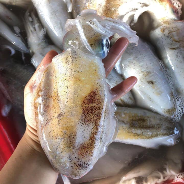 (HỘ KINH DOANH) NGUYỄN MAI TRINH