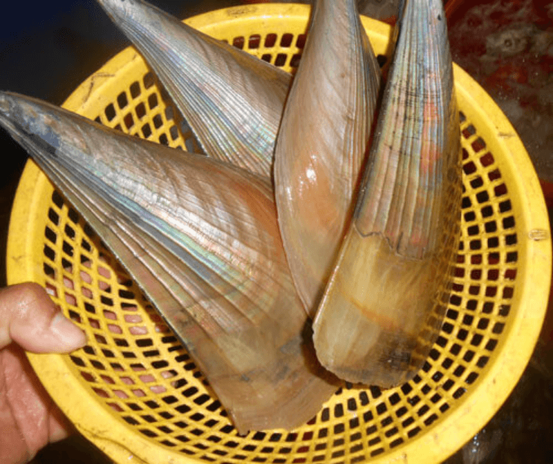 (HỘ KINH DOANH) NGUYỄN MAI TRINH