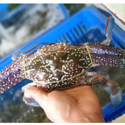 Cua Ghẹ Tươi Sống 4