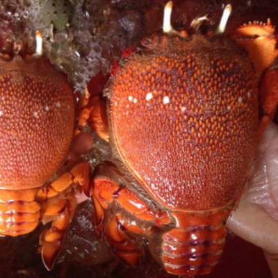 Cua Huỳnh Đế Úc Sống ( Kg )