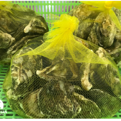 Hàu Sữa Pháp Túi 30 con