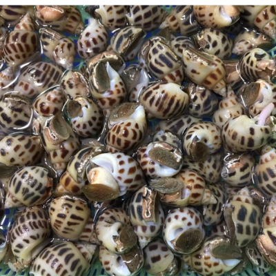 Ốc Hương (Sống | 100-110 con/kg)