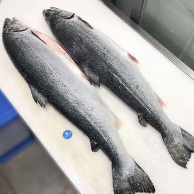 Cá Hồi Nguyên Con Tươi