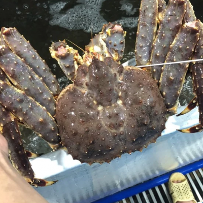 Cua King Crab Đỏ Sống (Kg)