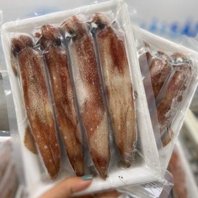 Mực ống lớn